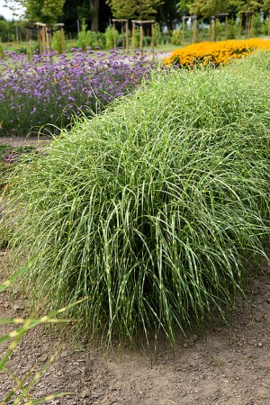 Miscanthus sinensis Littie Zebra
